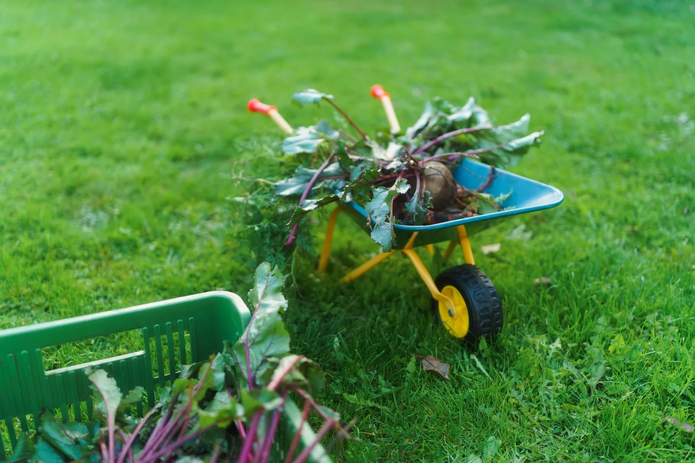 Garden Waste and Skip Hire